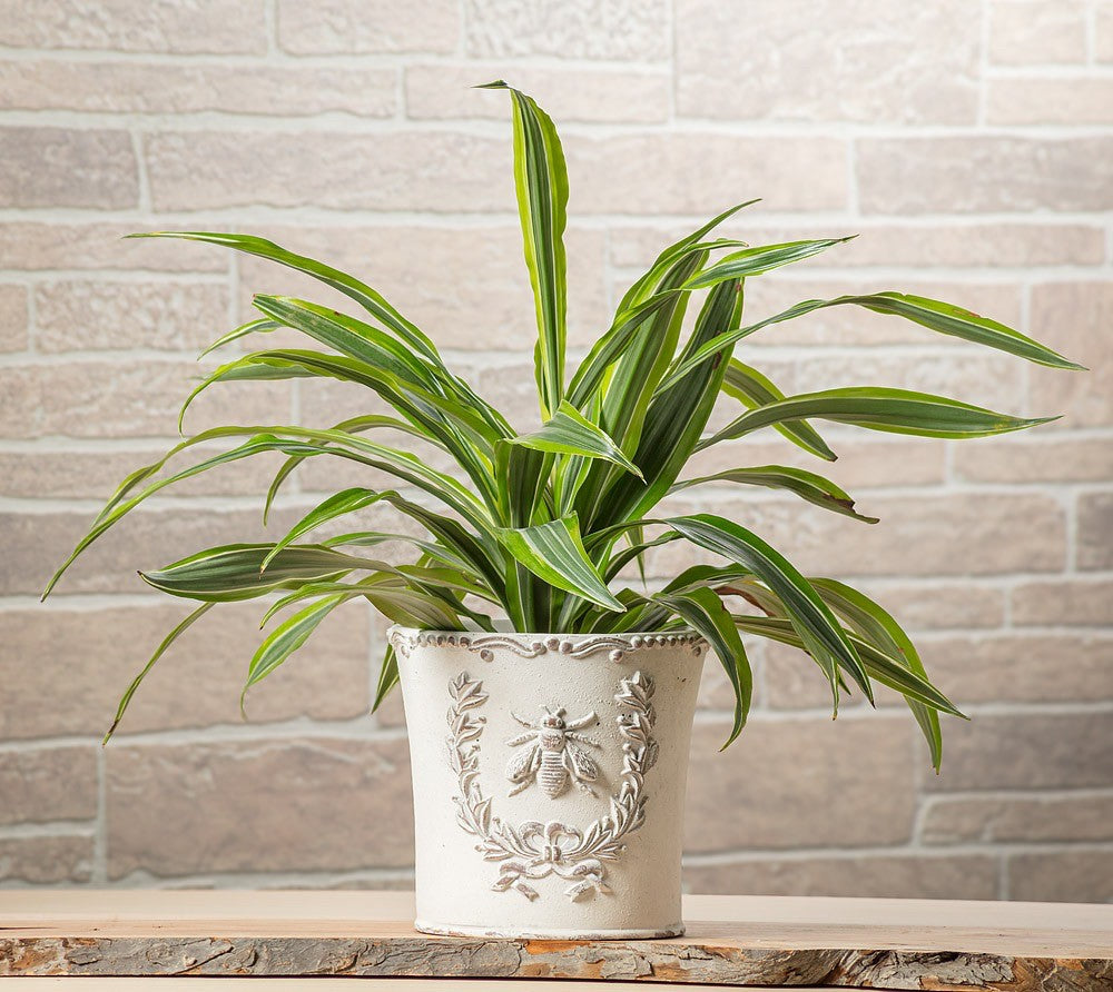 Large Embossed Bee Planter|5719