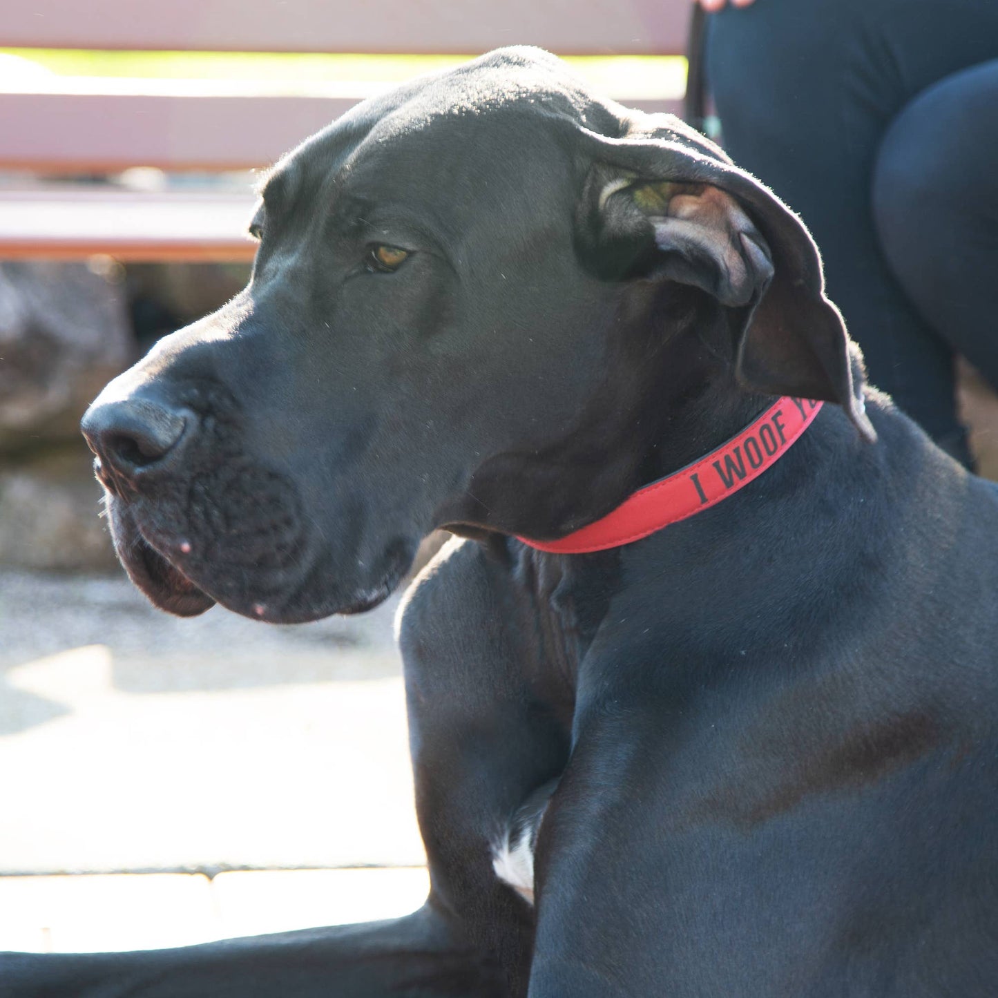 L/XL Woof - 30" PU Leather Pet Collar