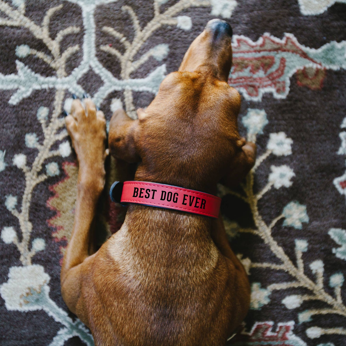 L/XL Woof - 30" PU Leather Pet Collar