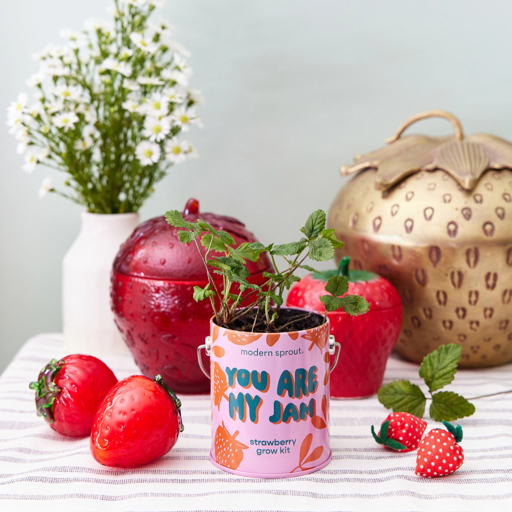 Strawberry Grow Kit|5744